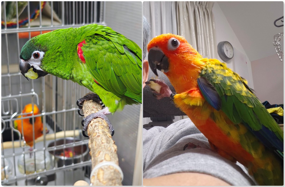 KuruHaku8's tweet photo. シャインマスカットを堪能する古参と
見慣れない果物よりバナナ派の新入り

食後は後輩の声援をうけつつ強敵との稽古で一汗 https://t.co/i0NtmHlFuX