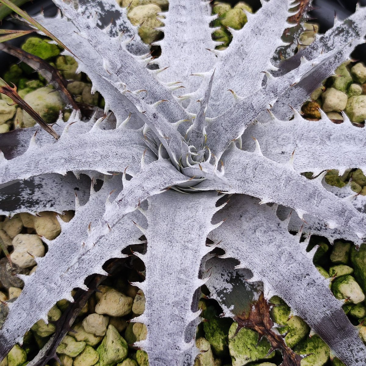 ultimatumusui's tweet photo. Dyckia braunii x ('WW' x TCBBB) https://t.co/VIXTk0iKta