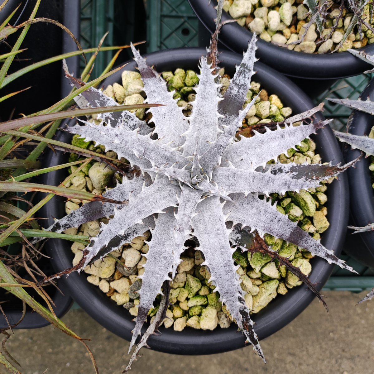 ultimatumusui's tweet photo. Dyckia braunii x ('WW' x TCBBB) https://t.co/VIXTk0iKta