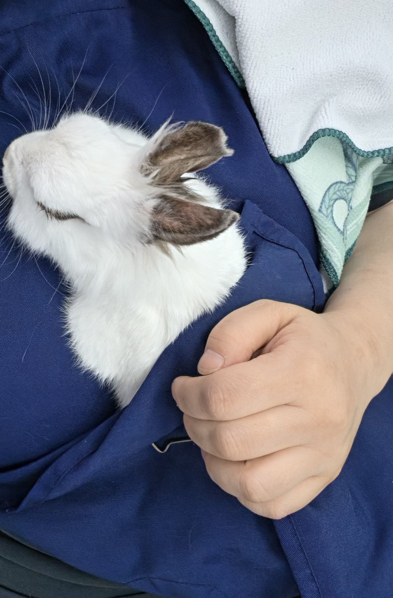 rabbit_mingming's tweet photo. 안겨서 잘자는 토끼 https://t.co/wxaUUbSla3