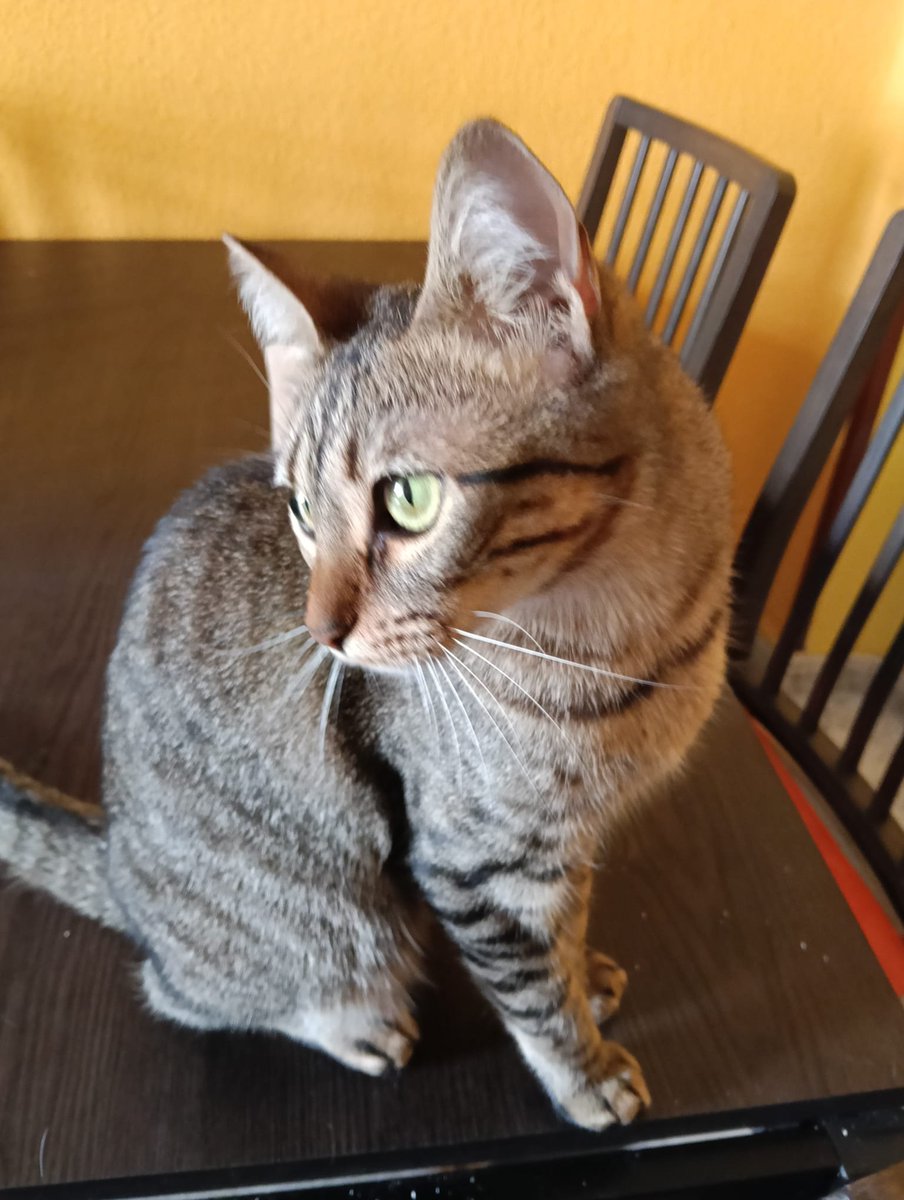 4catsVLC's tweet photo. No vamos a tirar la toalla. Nunca.

Bastet no llega al año. Es un amor, súper divertida y simpática. Y necesita un hogar.

Ha pasado totalmente desapercibida...

Merece un hogar donde ser feliz! Si no puedes adoptar, por favor, comparte.

#Madrid #Valencia contacto  600 24 27 03 https://t.co/eHB7MqCtC8