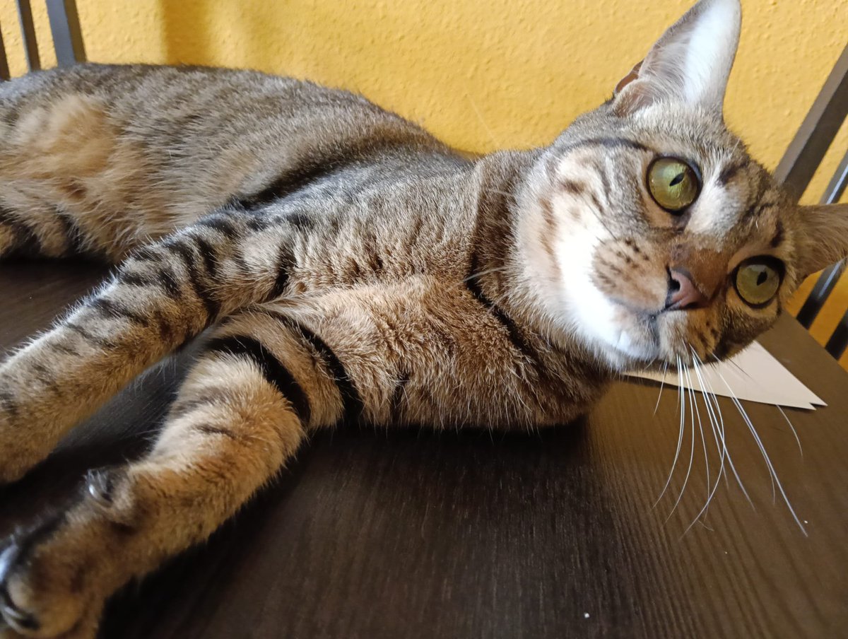 4catsVLC's tweet photo. No vamos a tirar la toalla. Nunca.

Bastet no llega al año. Es un amor, súper divertida y simpática. Y necesita un hogar.

Ha pasado totalmente desapercibida...

Merece un hogar donde ser feliz! Si no puedes adoptar, por favor, comparte.

#Madrid #Valencia contacto  600 24 27 03 https://t.co/eHB7MqCtC8