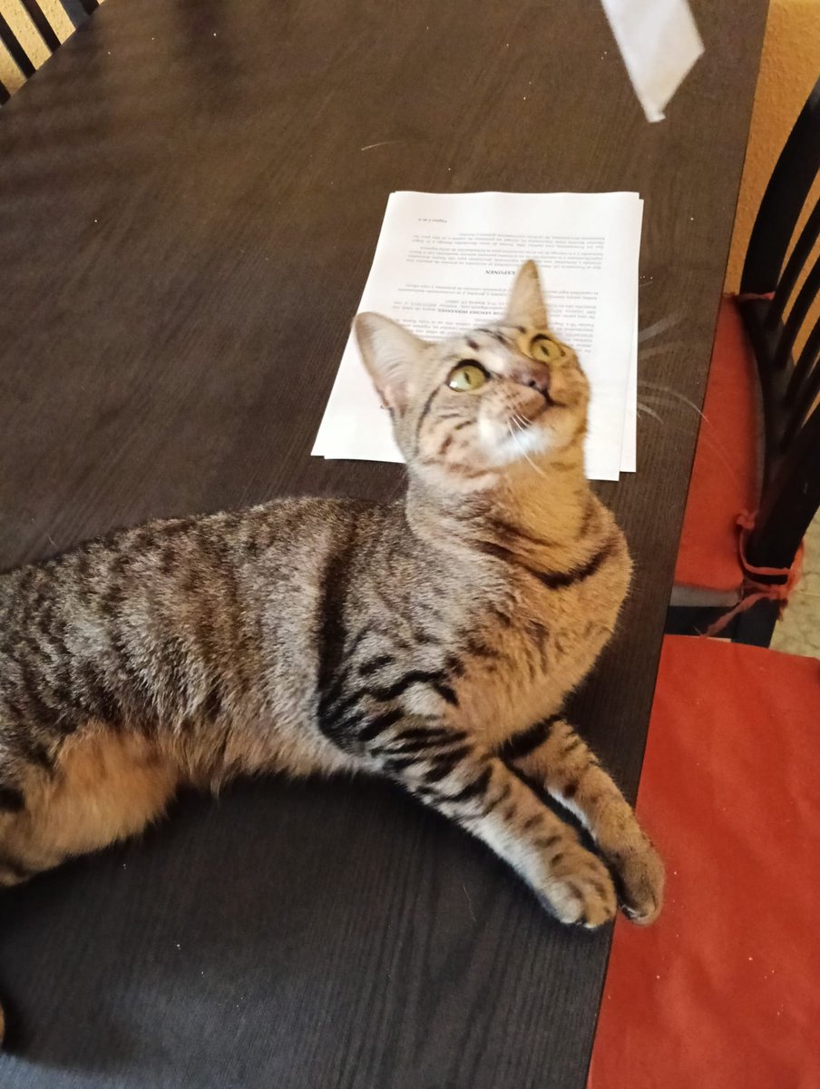 4catsVLC's tweet photo. No vamos a tirar la toalla. Nunca.

Bastet no llega al año. Es un amor, súper divertida y simpática. Y necesita un hogar.

Ha pasado totalmente desapercibida...

Merece un hogar donde ser feliz! Si no puedes adoptar, por favor, comparte.

#Madrid #Valencia contacto  600 24 27 03 https://t.co/eHB7MqCtC8