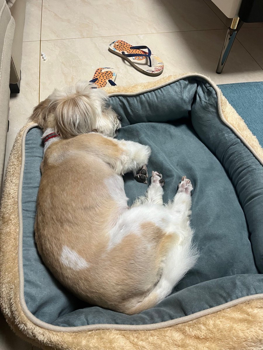ArnoldHuitk2's tweet photo. When your tiny rescue pup turns into a lazy snuggle buddy who steals all the blankets  Growth hits the sweetest notes. https://t.co/a4FQD9Sy2u