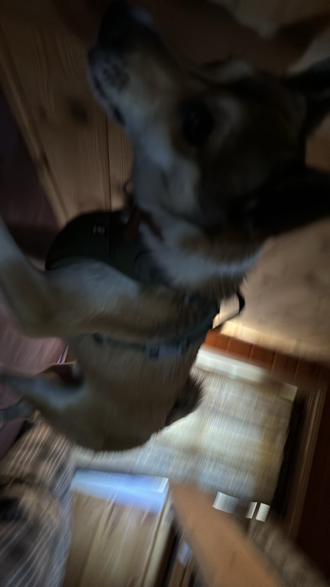 viljarbrk's tweet photo. I’m being attacked by KA12’s worst assassin send help https://t.co/hrYYozCUbr