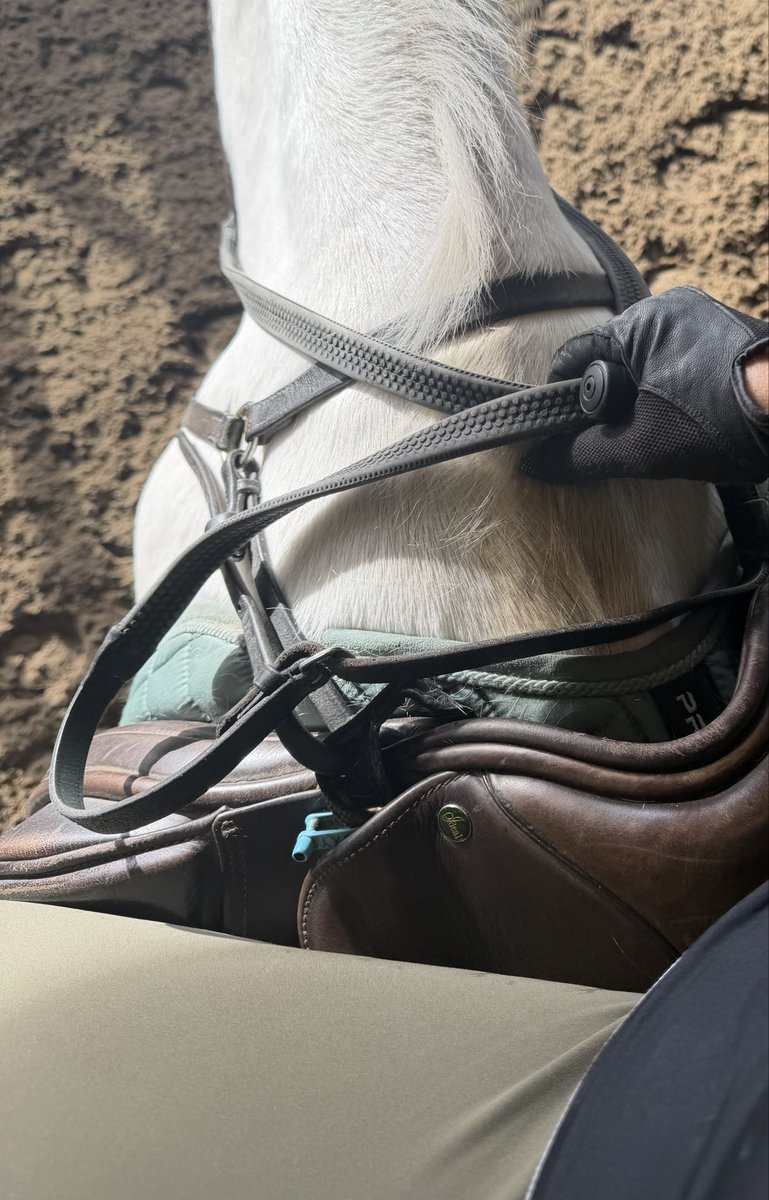 darranoir's tweet photo. What could be better breakfast in bed and a coffee?! Early morning at the stables of course.. practicing non verbal control… GM ☕️ time for coffee and lunch https://t.co/IgHh5FGcrl