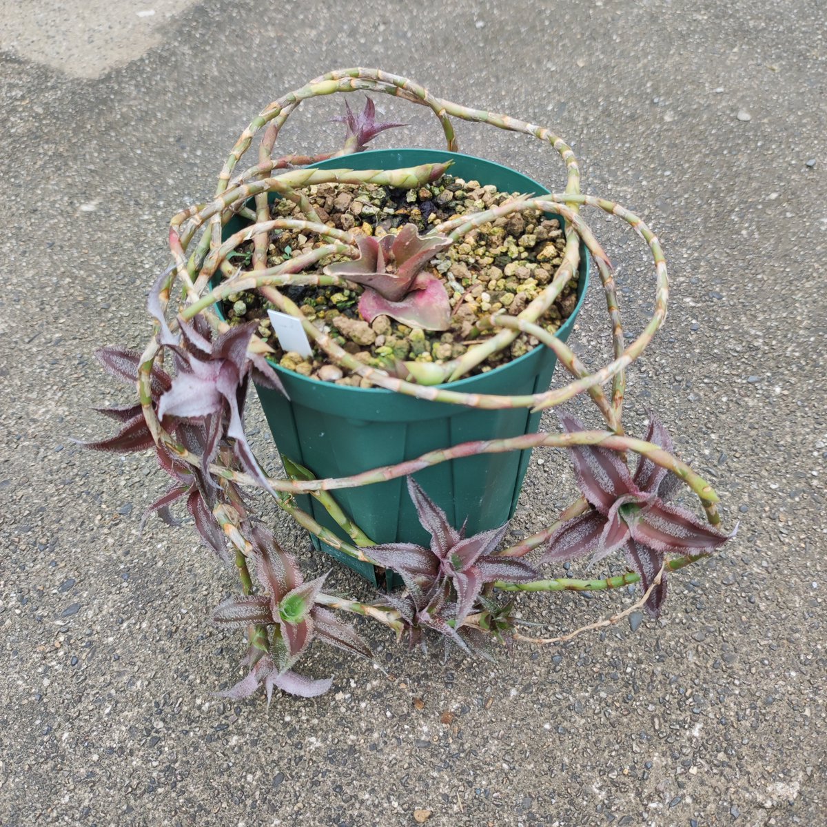 ultimatumusui's tweet photo. Cryptanthus lacerdae 'Menescal' https://t.co/zlDB4ZryEs