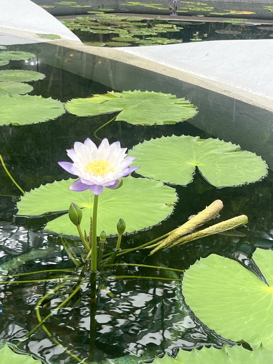 shin3142's tweet photo. 花がめちゃくちゃキレイだった！！
葉っぱの上に乗りたい笑
#イナズママンホールでみずの森 https://t.co/nqlcitcCxo