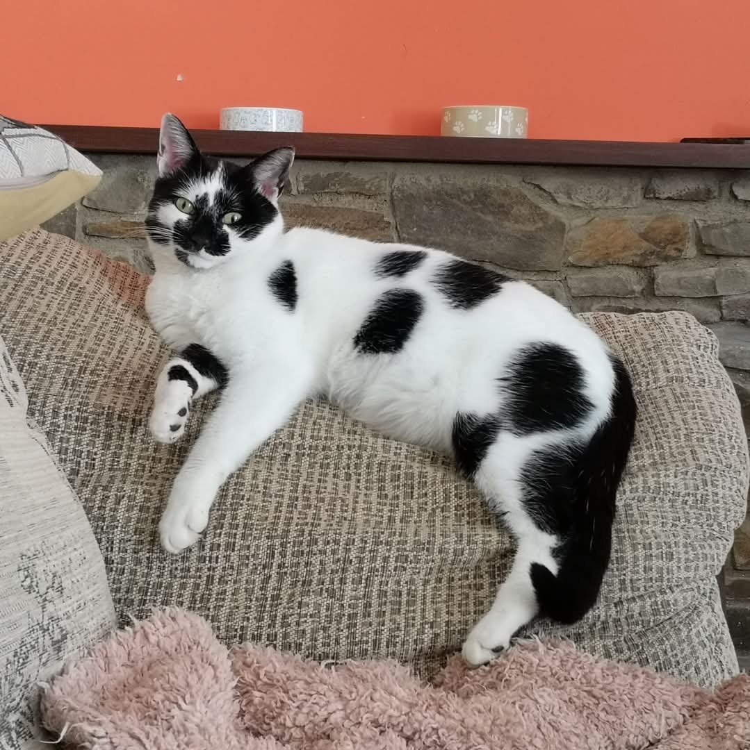 team_greenacres's tweet photo. 🐱LUCA, RECENTLY ADOPTED CAT, IS MISSING🐱

🐱 Luca, male, neutered 

🗓 Missing since: 24th August 2026

📍 Missing: Lower Freystrop #Pembrokeshire #WALES

🐾 Microchipped

If you find Luca, please contact Greenacres Rescue👇

📞 01437 781745 (9am-5pm) 

📧 team@greenacresrescue.org.uk 

#teamgreenacres #stolendoghour #rehomehour #caturdayeve #caturday #CaturdaySaturday #foundcat #missingcat #lostcat #stolencat