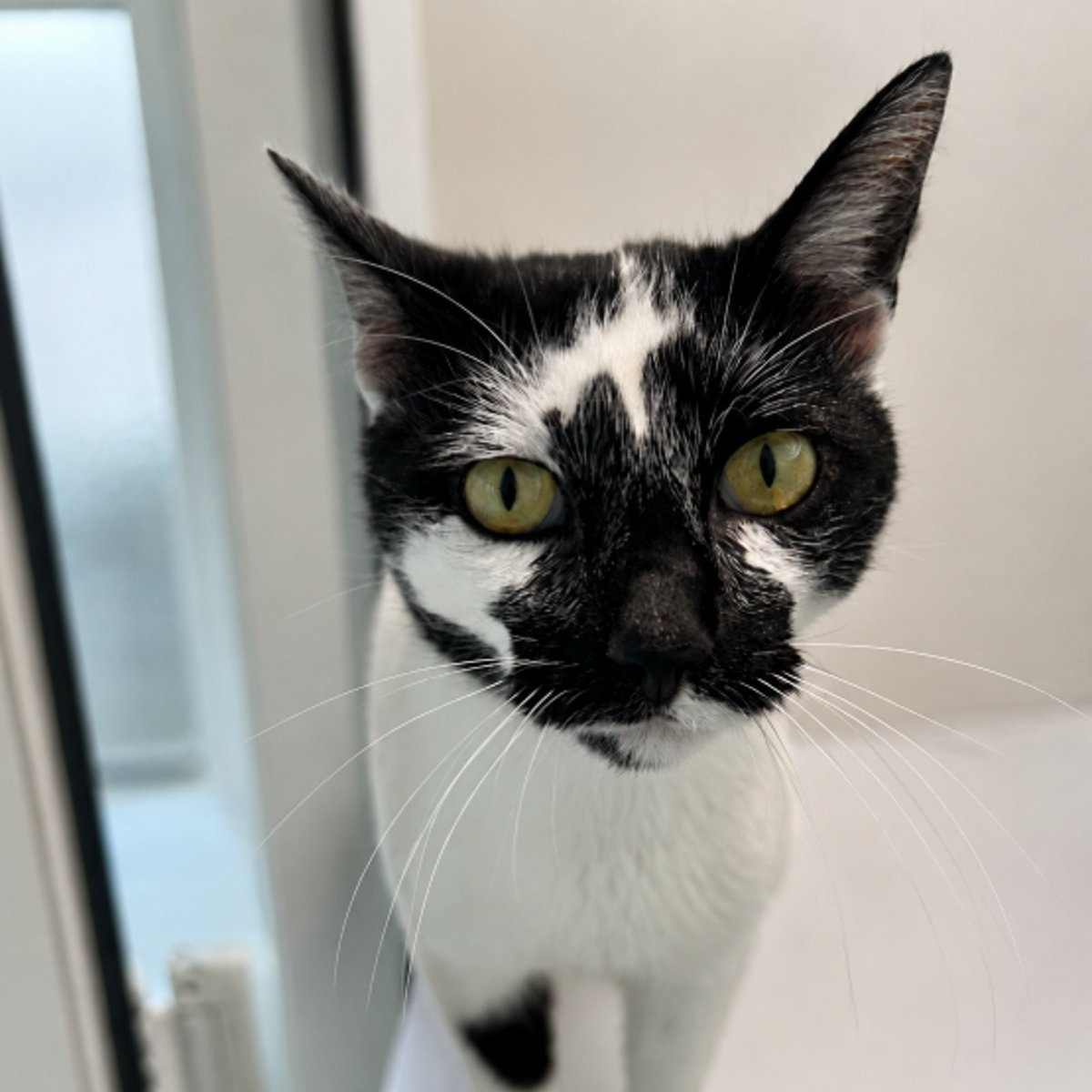 team_greenacres's tweet photo. 🐱LUCA, RECENTLY ADOPTED CAT, IS MISSING🐱

🐱 Luca, male, neutered 

🗓 Missing since: 24th August 2026

📍 Missing: Lower Freystrop #Pembrokeshire #WALES

🐾 Microchipped

If you find Luca, please contact Greenacres Rescue👇

📞 01437 781745 (9am-5pm) 

📧 team@greenacresrescue.org.uk 

#teamgreenacres #stolendoghour #rehomehour #caturdayeve #caturday #CaturdaySaturday #foundcat #missingcat #lostcat #stolencat