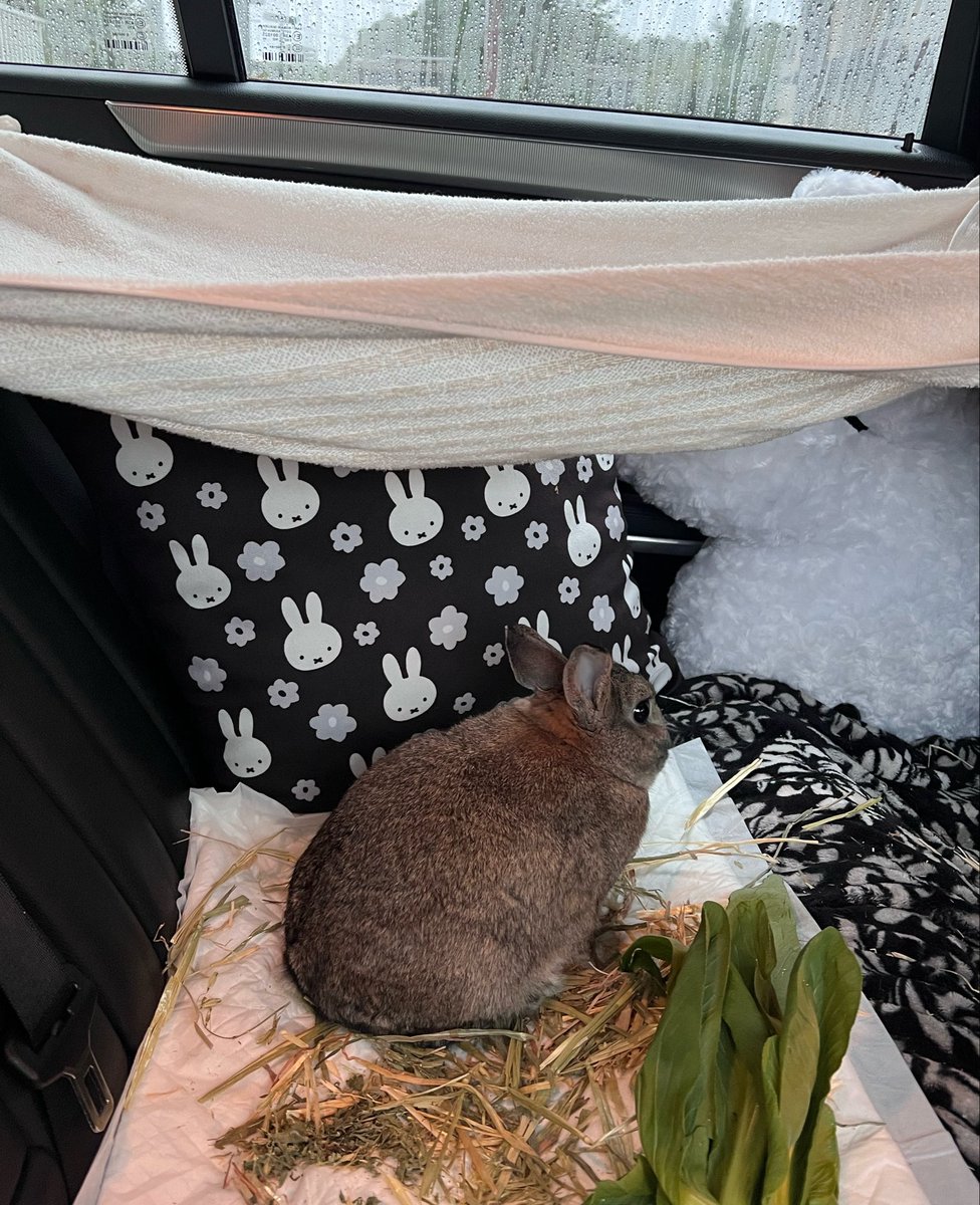 Ange180529's tweet photo. 今日は3うさ達の爪切りとグルーミング🐇🐇🐇
アンちゃんは1番最初に終わらせてミントとカノンが終わるまで一緒に車内待機🐰
どこでもモグモグしててお利口さん( *´꒳`*)
#ネザーランドドワーフ https://t.co/zWtA0ShgtJ