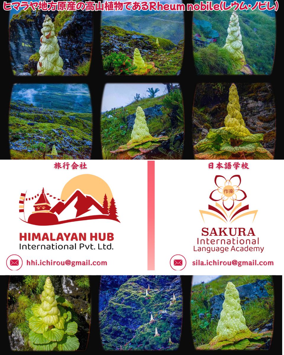 himalayanhub's tweet photo. ヒマラヤ地方原産の高山植物であるRheum nobile（レウム・ノビレ）は、その希少性と独特の美しさで知られています。ネパール東部のタプレジュン、パンチタール、サンクワサバ地域において、
7月から9月の期間にのみ観察することができます。 https://t.co/2pmBTAd3GI