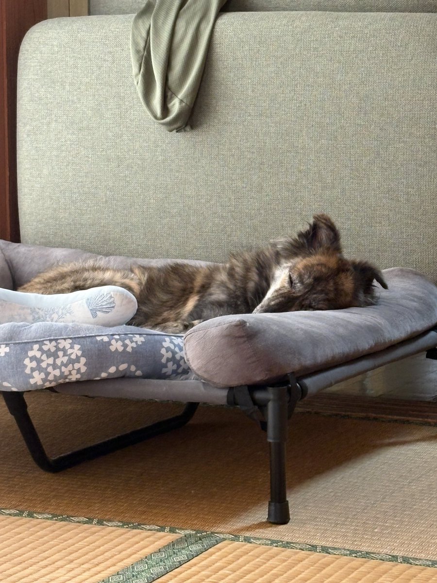 _kakisam's tweet photo. すやいぬ https://t.co/pe4CqwqCA7