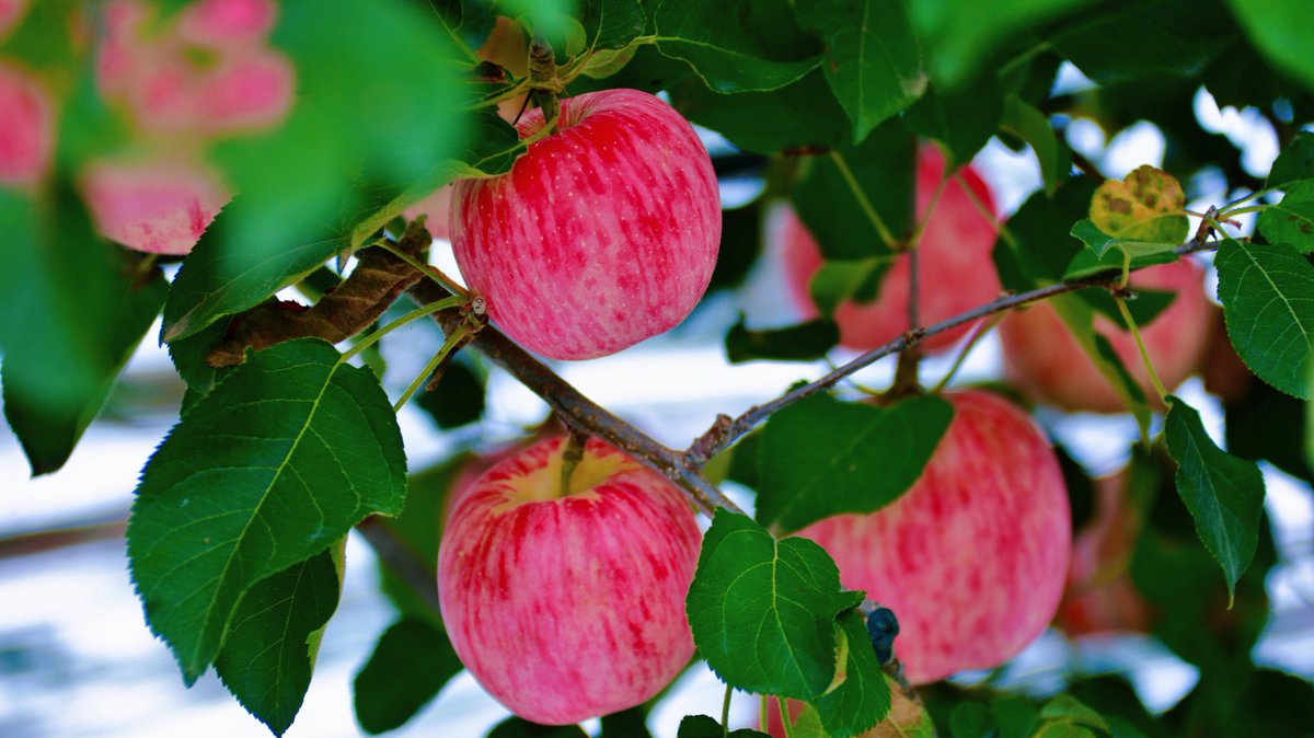 iTianshui's tweet photo. Jinji Town in Qingshui County boasts 25,000 mu of apple orchards, producing 60 million jin annually with an output value surpassing 300 million yuan—a golden industry enriching over 2,000 local households. #qingshui https://t.co/njJmiRsV0v