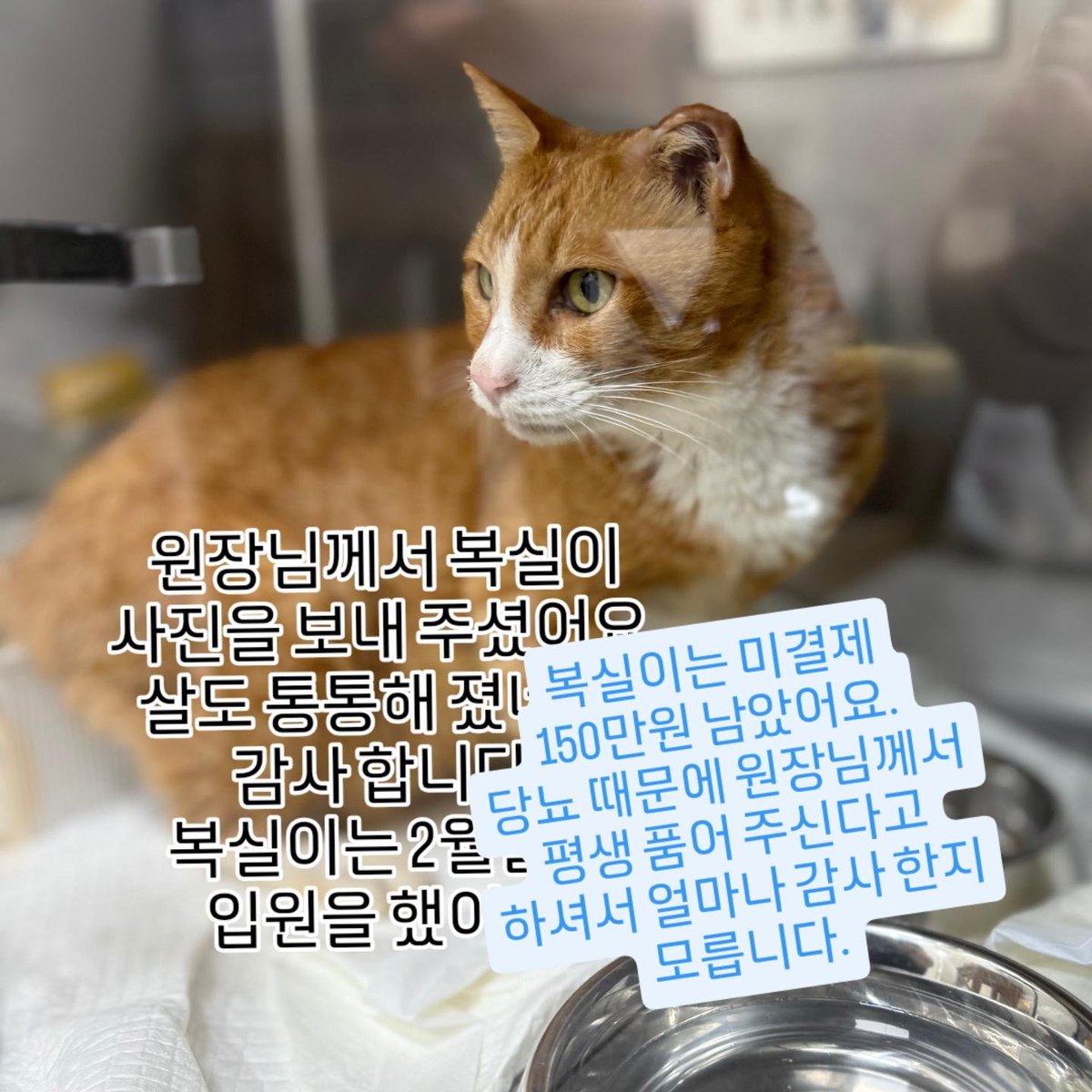 sinchunsug97804's tweet photo. 늘 죄송 합니다.
내일부턴 공과금도 나가야 하네요.
미결제 복실이는 150만원이 남았어요.
원장님께서 평생 품어 주시는
복실이 감사 드립니다.
설기와 가게뒤에서 구조한
열매가 퇴원을 해야 합니다.
명절은 다가오고 지출도
많으신데 죄송합니다.
도와 주세요.
새마을금고 9003 2584 9705 9 신춘숙. https://t.co/wZSc1RZOGN