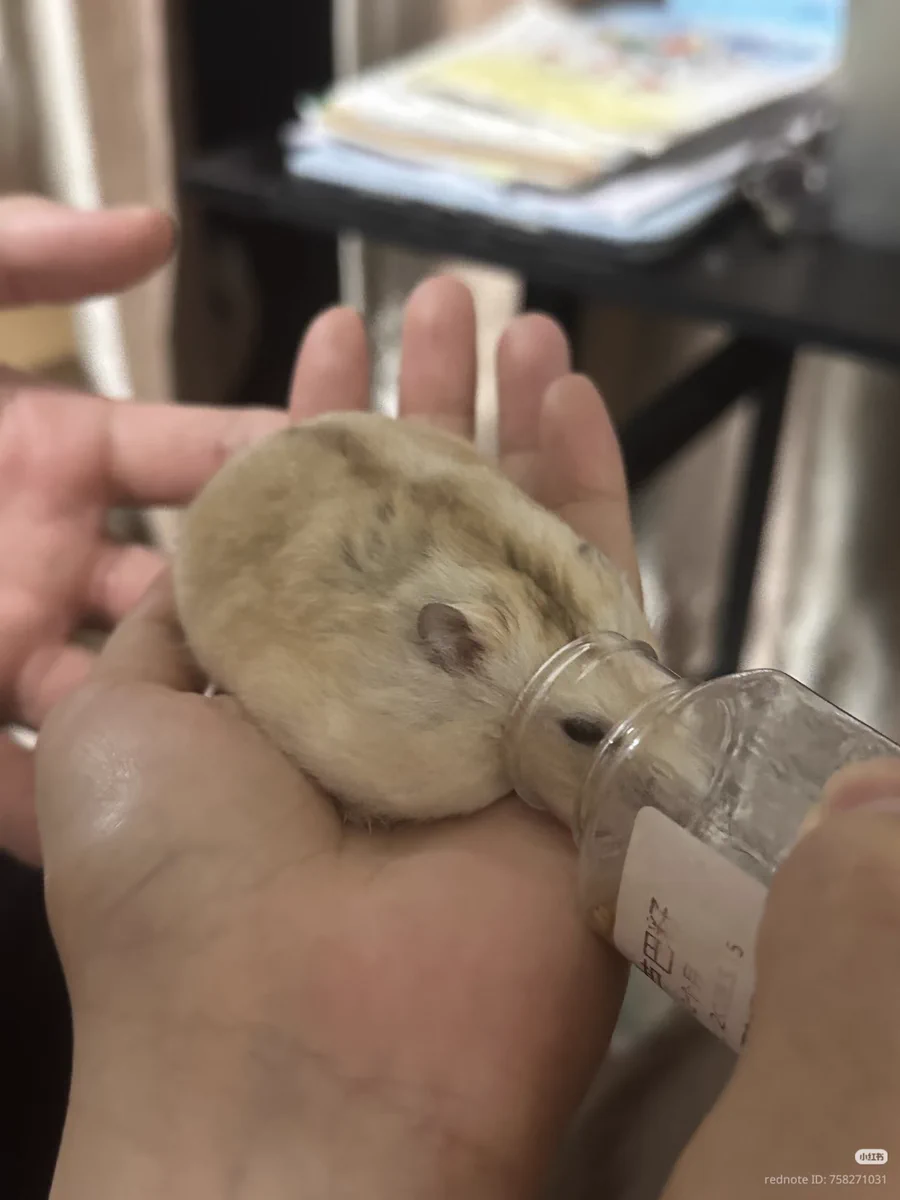 Tweets Of Hamster on X / X