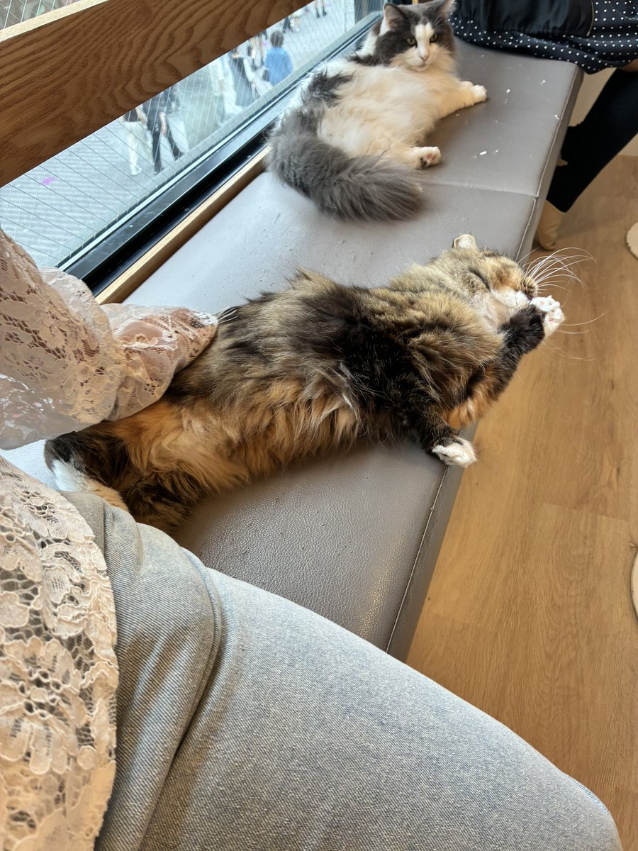 M_chi_kty_'s tweet photo. 浮気をしに来ました https://t.co/0V4YzNtWOP