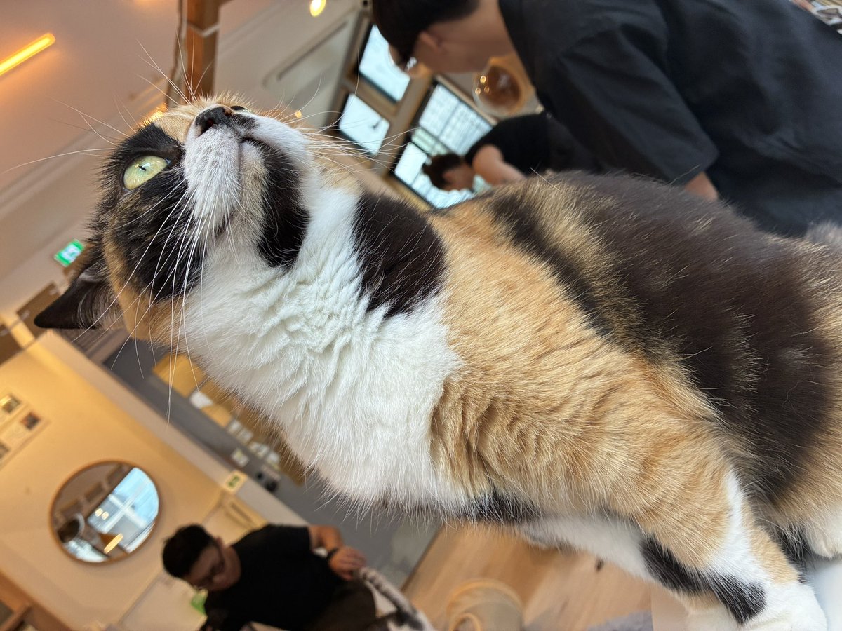 M_chi_kty_'s tweet photo. 浮気をしに来ました https://t.co/0V4YzNtWOP