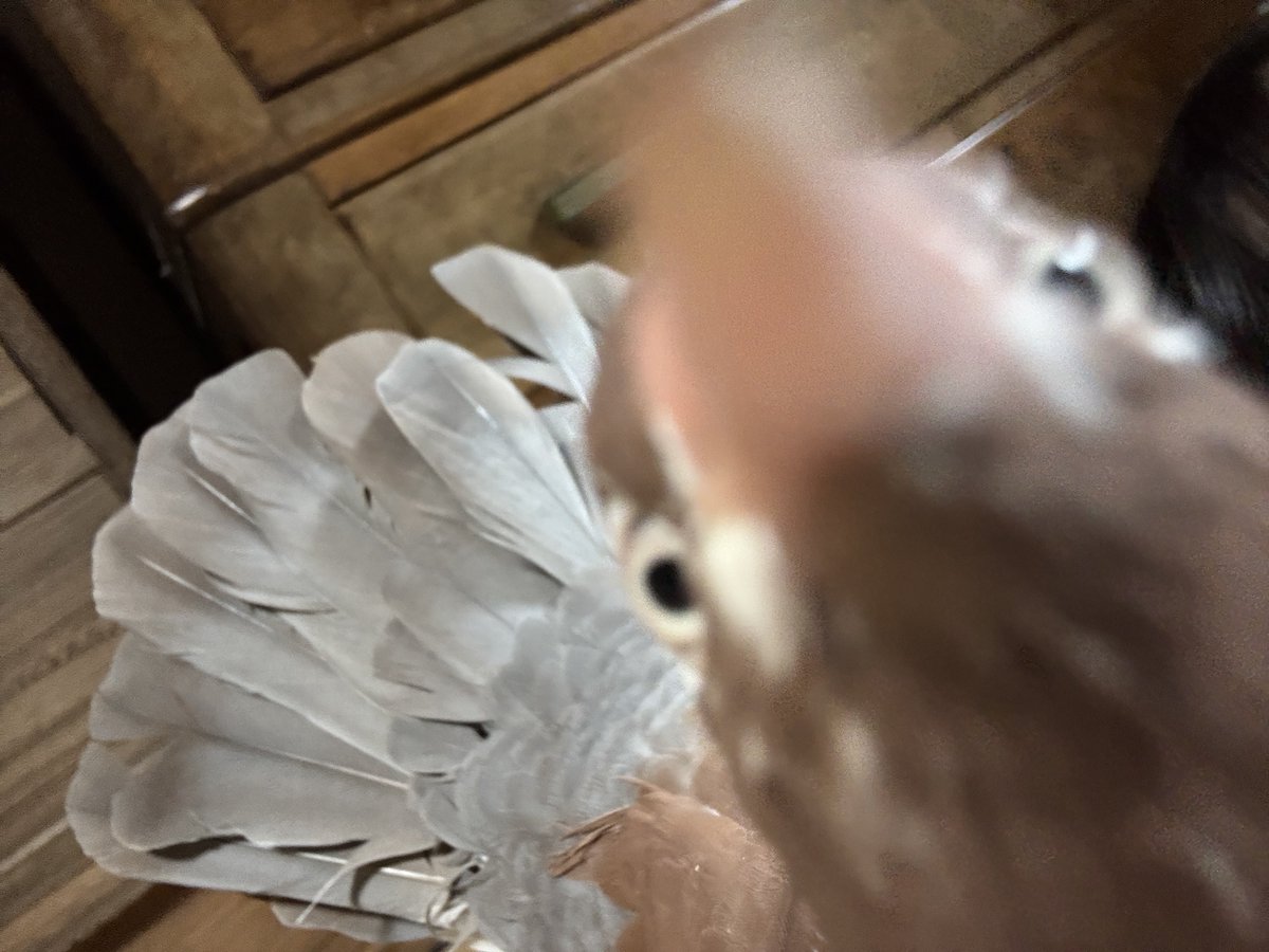 tyabo_cocco's tweet photo. しおんちゃんは相変わらず食事に対するやる気を見せてくれないけど元気に過ごしてます😂
最近は気分次第でマイロをちょっとだけ食べられるようになりました🌾🐦 https://t.co/CMzD04T5zM