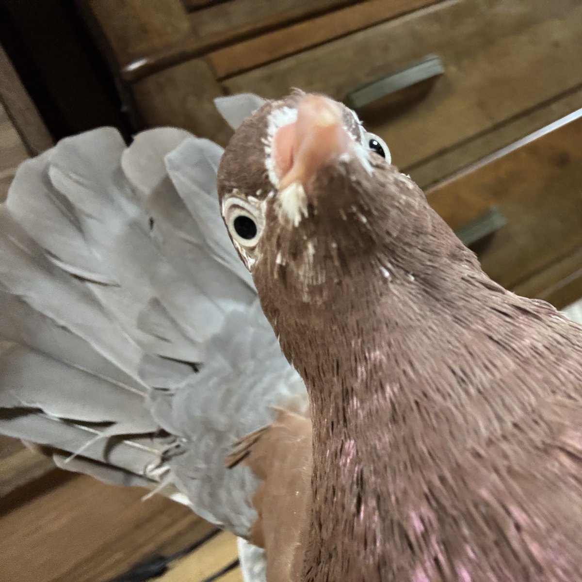 tyabo_cocco's tweet photo. しおんちゃんは相変わらず食事に対するやる気を見せてくれないけど元気に過ごしてます😂
最近は気分次第でマイロをちょっとだけ食べられるようになりました🌾🐦 https://t.co/CMzD04T5zM