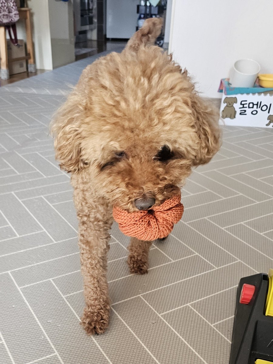 hai3338's tweet photo. ㅎㅎ멩이 새장난감 만들어줫어 호박!!
멩이눈 모든지 잘갖고 놀아서 장난감 사주는 보람이 잇음 ㄹㅇ로 https://t.co/CW4J4fAwpY