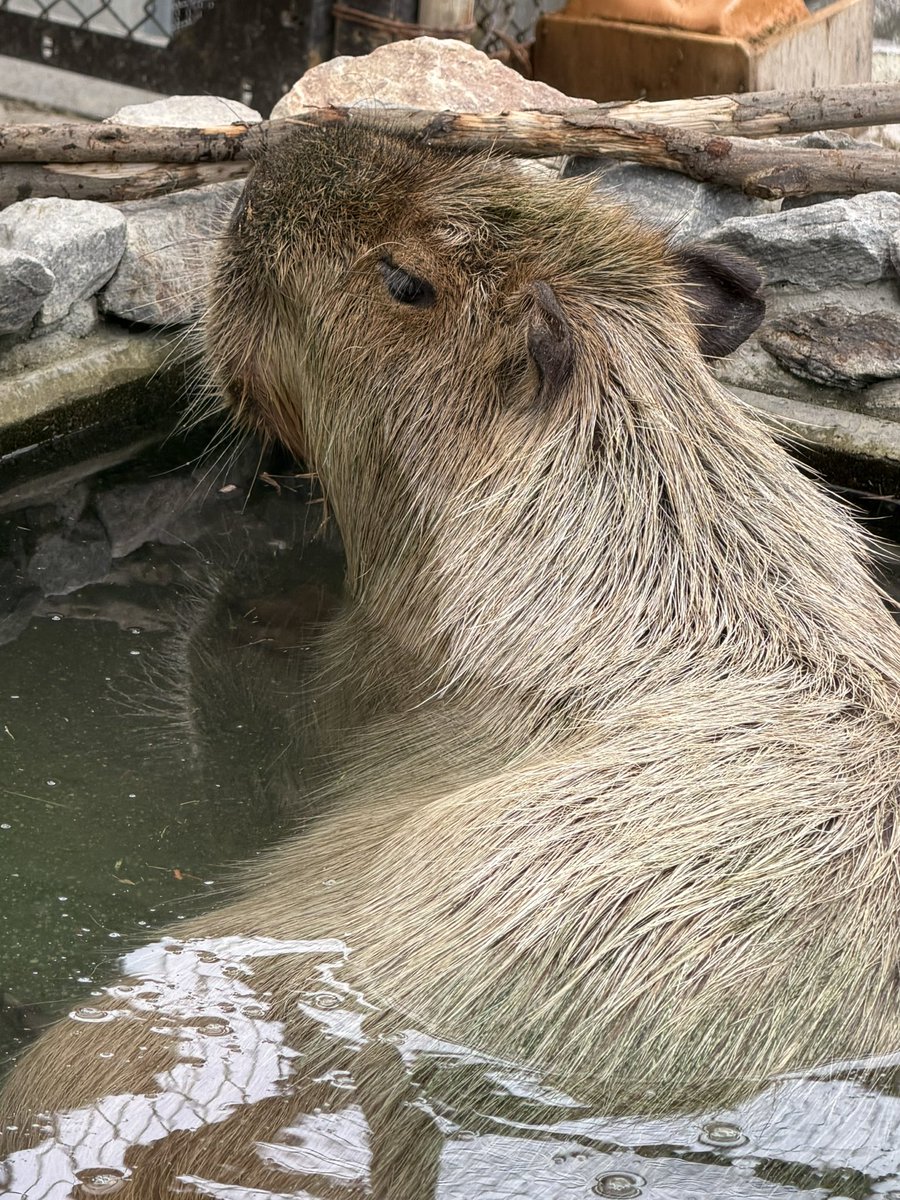 ham30's tweet photo. お風呂で寛ぐもみじちゃん🍁

 #カピバラ  #capybara  #東公園動物園 https://t.co/XtVro9sSie