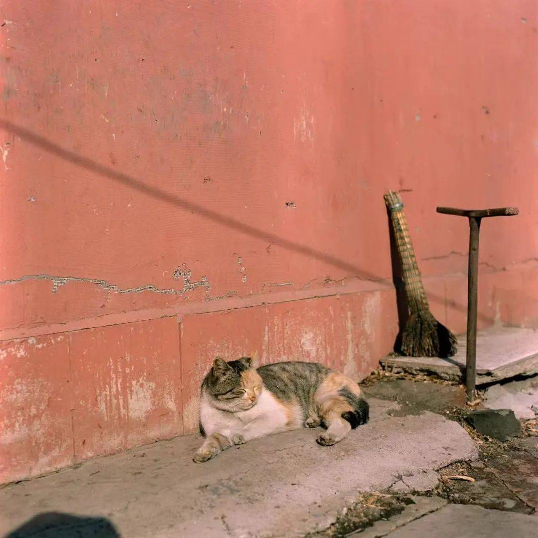 alisw796922's tweet photo. Quick street snap: sunlit alley wall covered in vivid old posters, a stray cat napping right in the middle. Perfect lazy afternoon vibe. https://t.co/7pEeAQqSk5