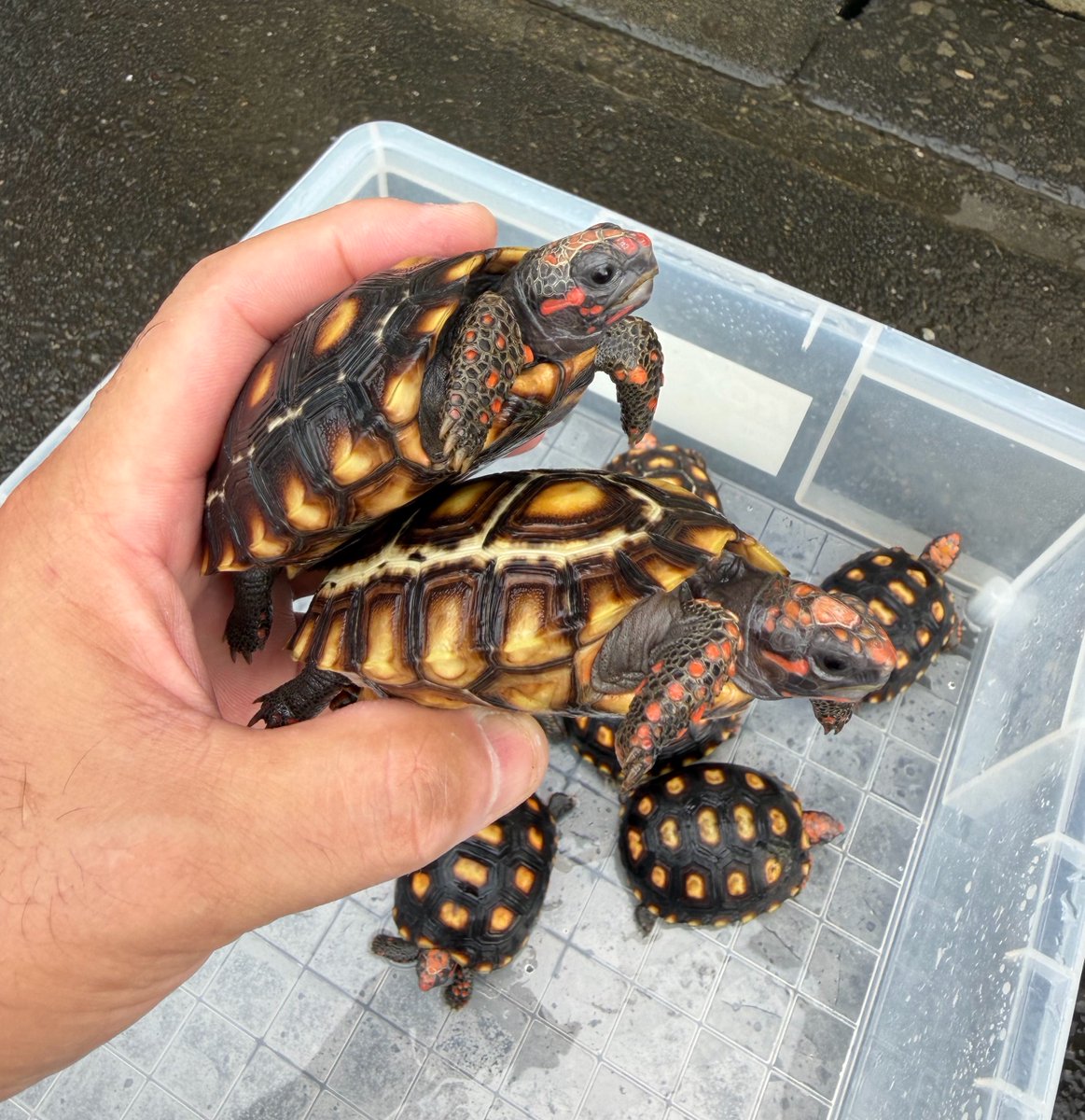 woodbell3023's tweet photo. アカアシリクガメ　
ブラジリアンドワーフ 
Chelonoidis carbonarius

#アカアシリクガメ　
#ブラジリアンドワーフ 
#Chelonoidiscarbonarius https://t.co/UqqasLpiF6
