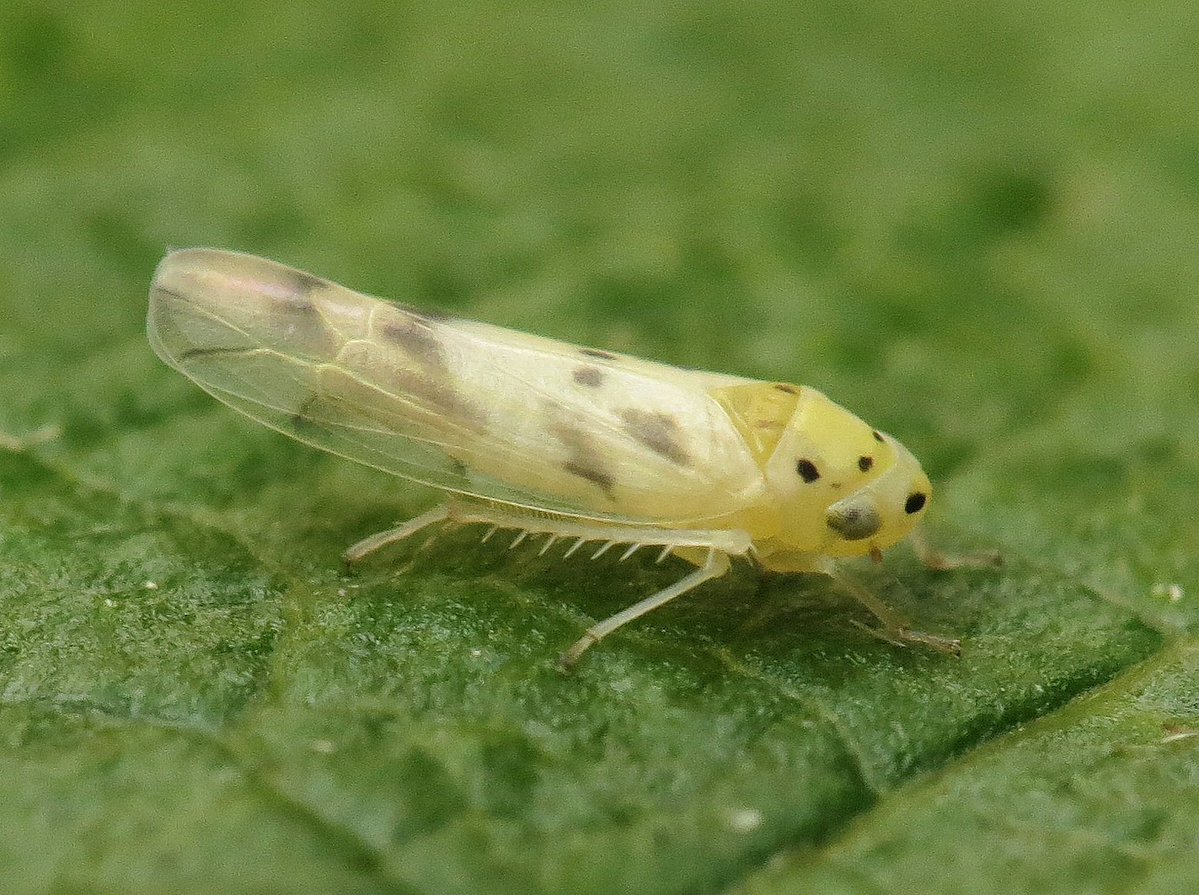 Panjan1972's tweet photo. Linnavuoriana sexmaculata, een dwergcicade, op de Borkeld. #ElkeDagEenInsect #cicade #bugs #insect #natuur #macro #Borkeld #natuurfotografie https://t.co/Sw1YT8hjUE