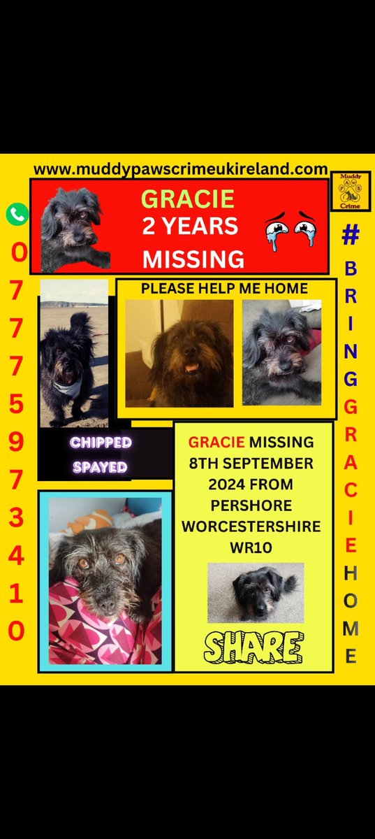 team_greenacres's tweet photo. 🚨📣🚨GRACIE🚨📣🚨
MISSING JUST OVER 2 YEARS NOW - SINCE 8TH SEPT 2024

🔁Can you share to help #bringgraciehome to @michael51024571 please🔁

Long haired #Dachshund

https://t.co/RPAqeqs9qG

📍Missing from: Pershore #Worcestershire @WorcesterHour from Pet Sitter. Home is in #Bristol 

🗓 Missing since: 8.9.24 

Someone must have seen Gracie? One sighting is all that's needed. Please keep sharing Gracie's info

📞 Please Call Numbers On Poster Below👇 If You See Gracie👇

#teamgreenacres #rescue #stolendoghour #k9hour #rehomehour #lostdog #missingdog #founddog #stolendog #teamzay