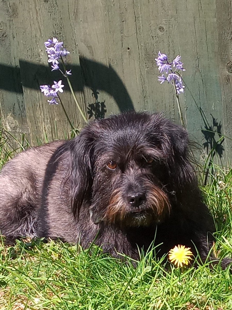 team_greenacres's tweet photo. 🚨📣🚨GRACIE🚨📣🚨
MISSING JUST OVER 2 YEARS NOW - SINCE 8TH SEPT 2024

🔁Can you share to help #bringgraciehome to @michael51024571 please🔁

Long haired #Dachshund

https://t.co/RPAqeqs9qG

📍Missing from: Pershore #Worcestershire @WorcesterHour from Pet Sitter. Home is in #Bristol 

🗓 Missing since: 8.9.24 

Someone must have seen Gracie? One sighting is all that's needed. Please keep sharing Gracie's info

📞 Please Call Numbers On Poster Below👇 If You See Gracie👇

#teamgreenacres #rescue #stolendoghour #k9hour #rehomehour #lostdog #missingdog #founddog #stolendog #teamzay