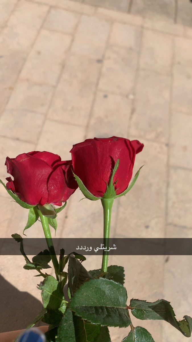 Sara_Raed1's tweet photo. سنة ثالثة بالجامعة✅ https://t.co/817VzkWz2D