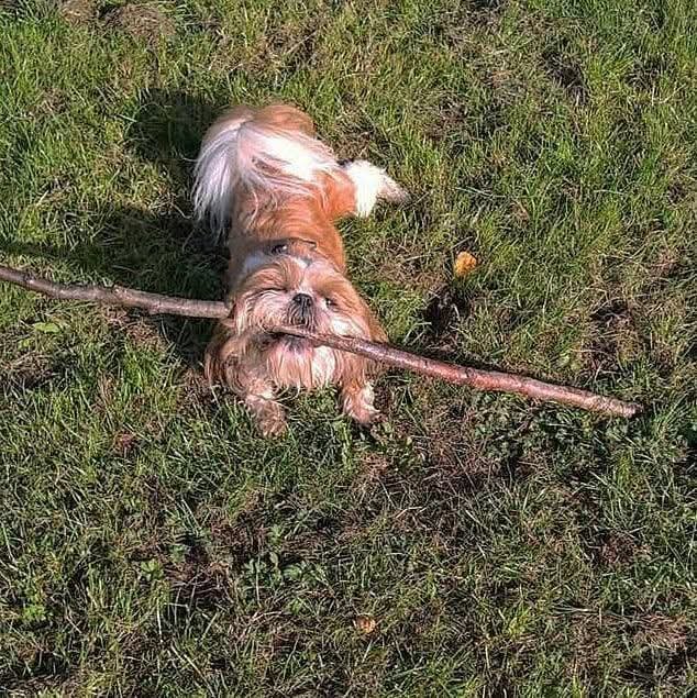 alf_hornseadog's tweet photo. Do you like my stick https://t.co/IDXbIvZZkX