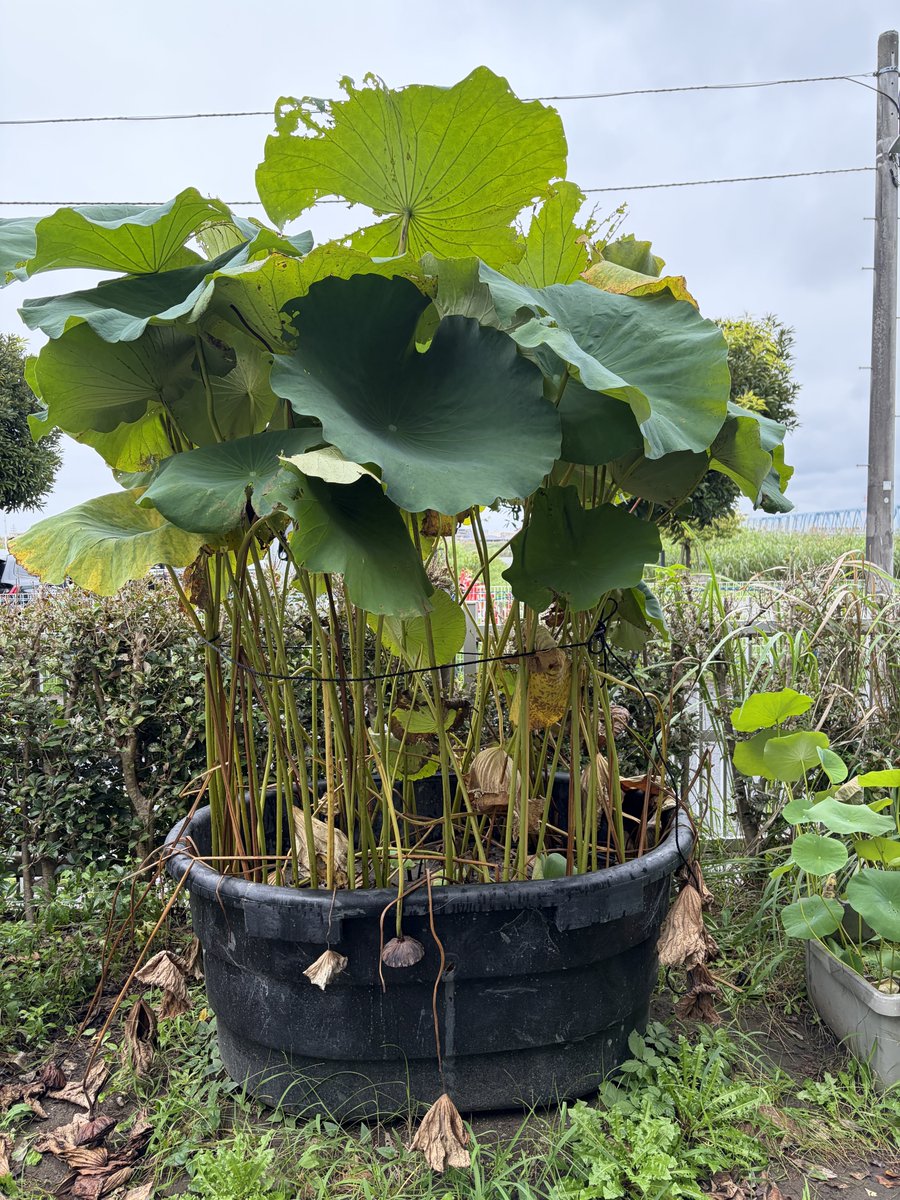 myodenshohasuda's tweet photo. 台風対策。風速10m…？ https://t.co/m4CRWadJHR