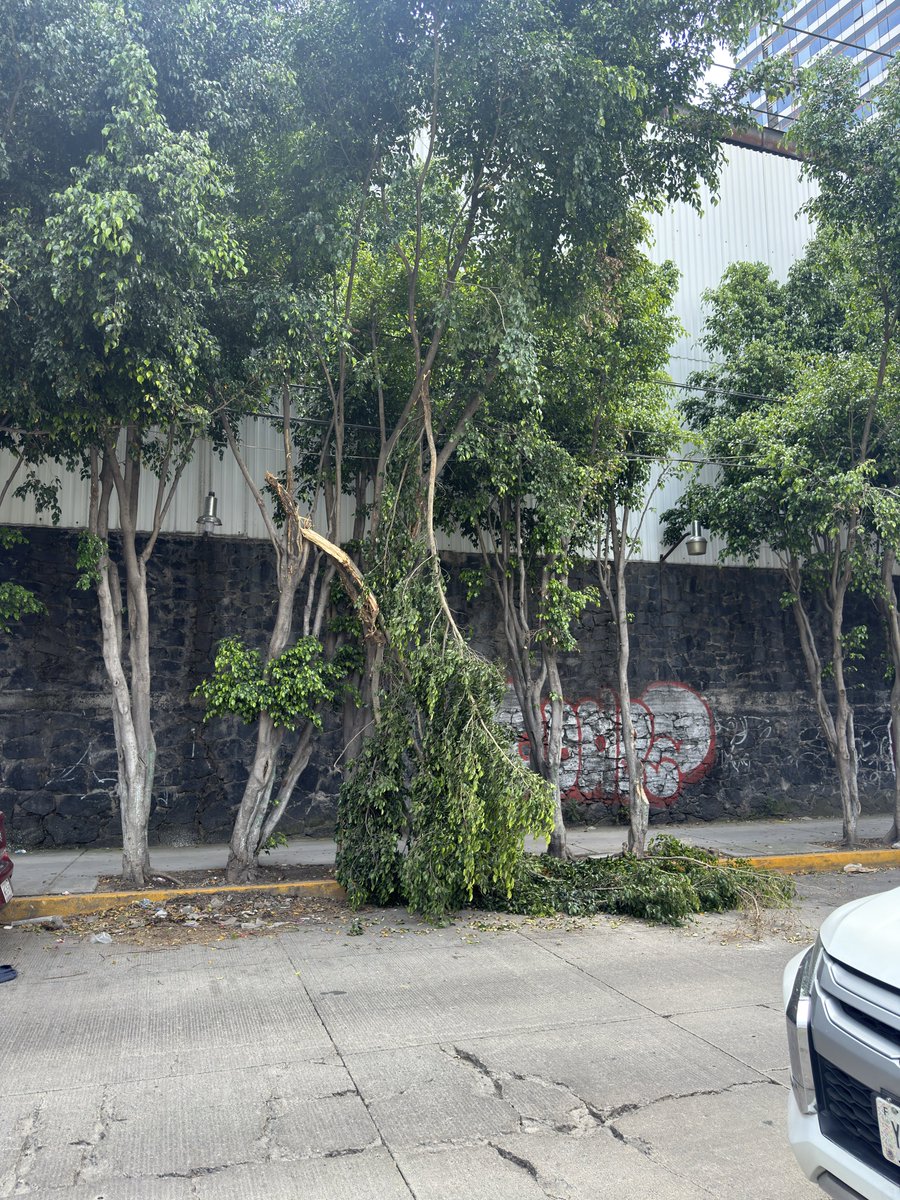 elcha97's tweet photo. Nuevamente los choferes de @BonafontMexico tiraron los pocos árboles que tenemos en la alcaldía @_AOdigital  esto sobre calle grutas (entre calle 4 y periférico)antes de entrar a su bodega, de verdad ya es el colmo, nos tiran un árbol a la semana, esto es un llamado a la alcaldía https://t.co/Lyu1Q5JuYr