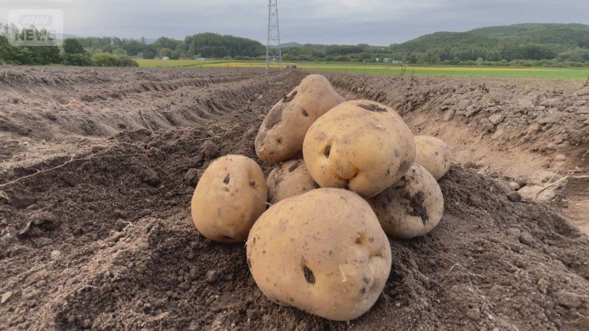 tanakaseiji15's tweet photo. 【速報】
米国産生ジャガイモ輸入解禁へ！

ふざけんな！
自民党！
農家を潰す気か！ https://t.co/CPkwMz8aF9