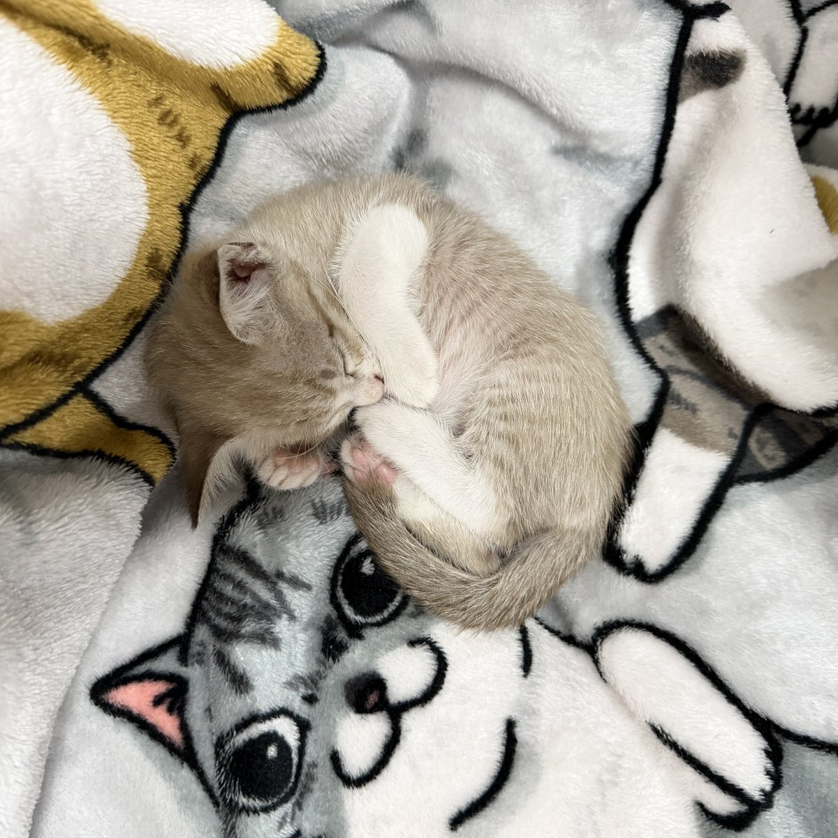 ktmatchaa's tweet photo. เวลานอนน่ารักมากๆ (ไม่ดื้อเรยย) 😽 https://t.co/n8wmIpFrzp
