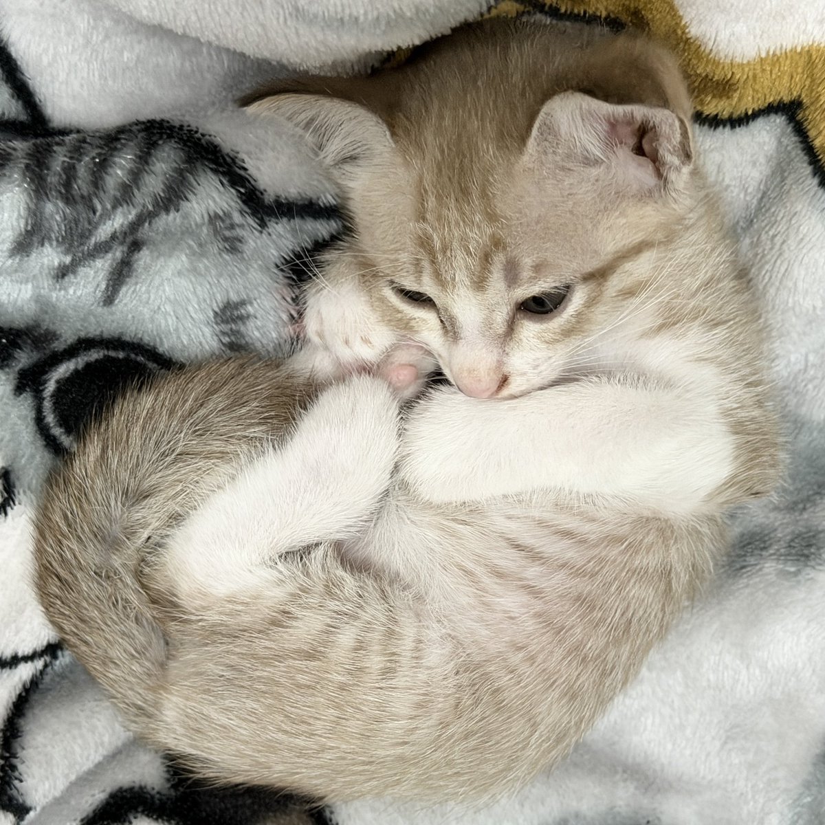 ktmatchaa's tweet photo. เวลานอนน่ารักมากๆ (ไม่ดื้อเรยย) 😽 https://t.co/n8wmIpFrzp