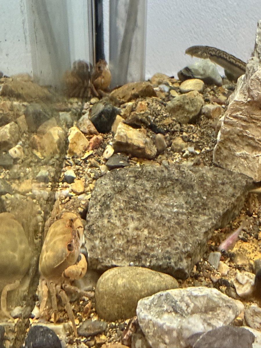 cenyore's tweet photo. 今日の我が家の生き物たちニュース！

カニ水槽にいた金魚の稚魚が1匹いなくなりました…ホシはいったい誰なんだ…

みんな「知りません」って顔してるし！！ https://t.co/F5Dd7qyaxm