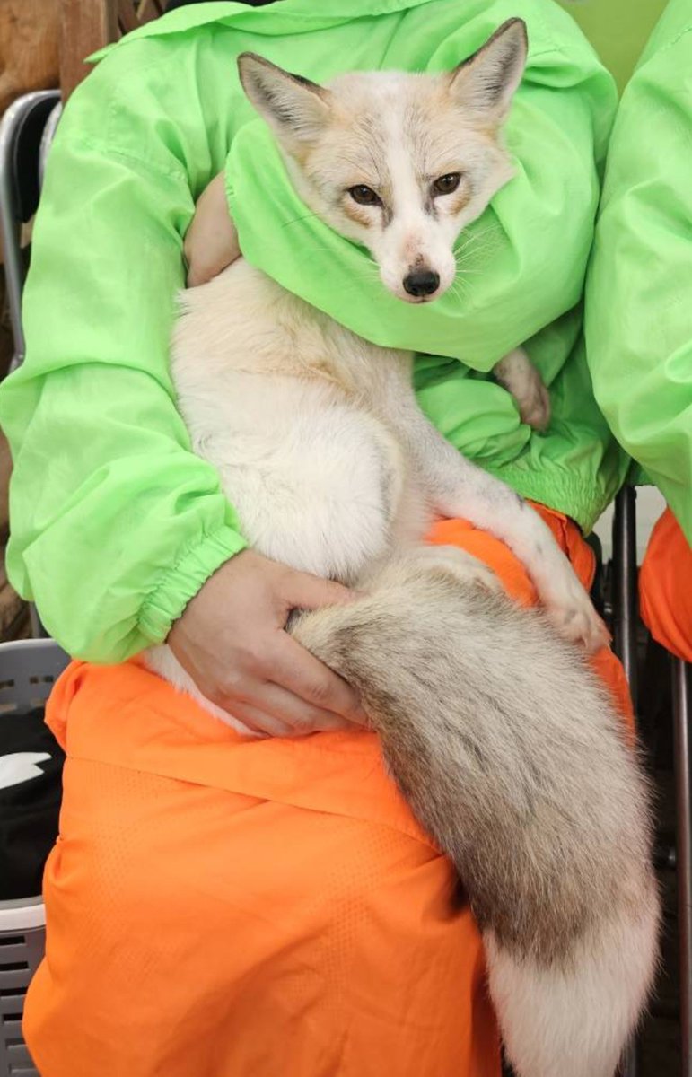 EY31_CLASSIC's tweet photo. 抱っこもさせてもらったお～🦊
プラチナキツネの「よしの」くんにお相手して頂きました！！

終始良い子にしててくれました
ありがとうな、よしのくん

めっちゃくちゃもふもふやった☺️ https://t.co/aYWDU4cQJc