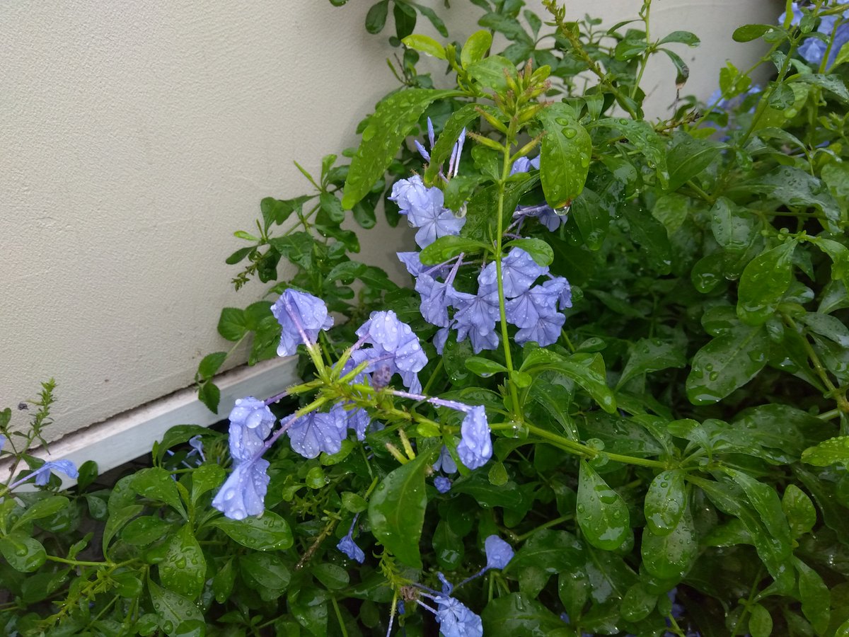 MakoVw3's tweet photo. 今日の花と空🌺🌧️
#花　#空　#千葉県千葉市 https://t.co/cSg7YqQQsG