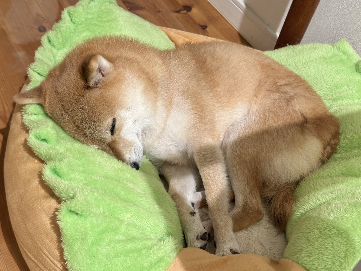 mameshiba__tama's tweet photo. 低気圧無理🌀 https://t.co/MRF9UyRTUd