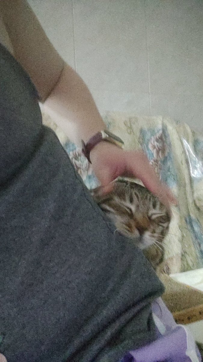 YPingota24's tweet photo. Anoche parecía un alacrán con el rabo levantado. Lleva un tiempo que parece no necesitar corticoides en absoluto y por breves momentos camina a 4 patas. https://t.co/x1Xne31Z4y