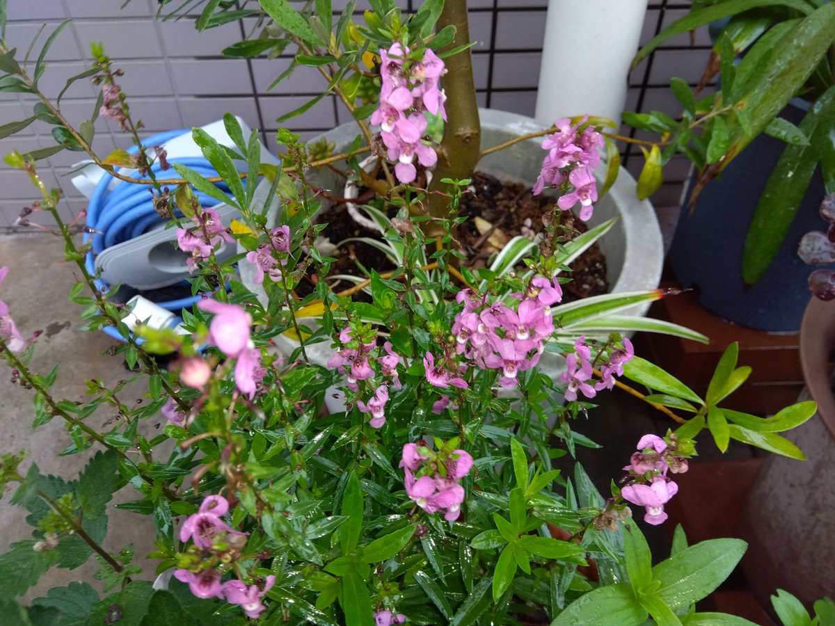 MakoVw3's tweet photo. 今日の花と空🌺🌧️
#花　#空　#千葉県千葉市 https://t.co/cSg7YqQQsG