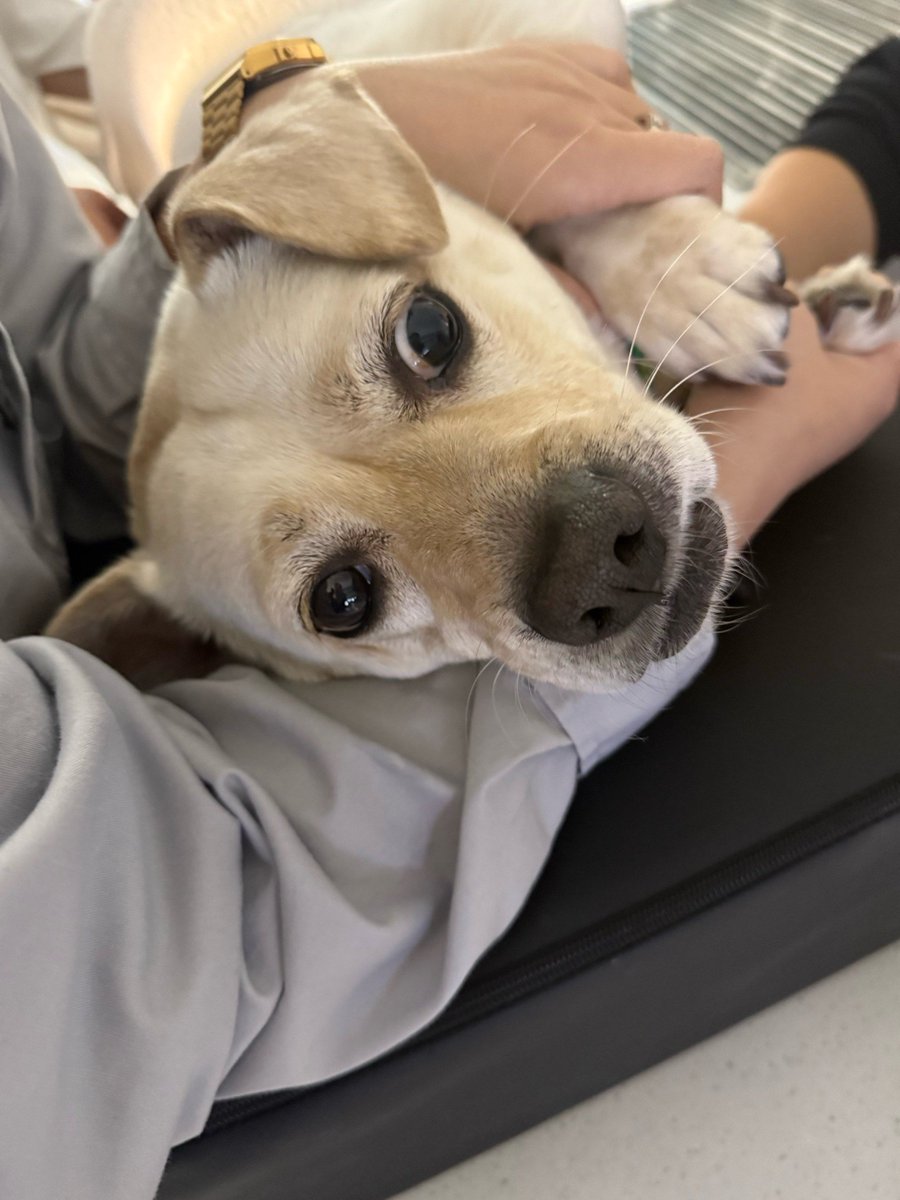 CoConnys's tweet photo. My little pup grew 2lbs and mastered "sit" today—love how every small win feels huge https://t.co/A0QETZPc1Y