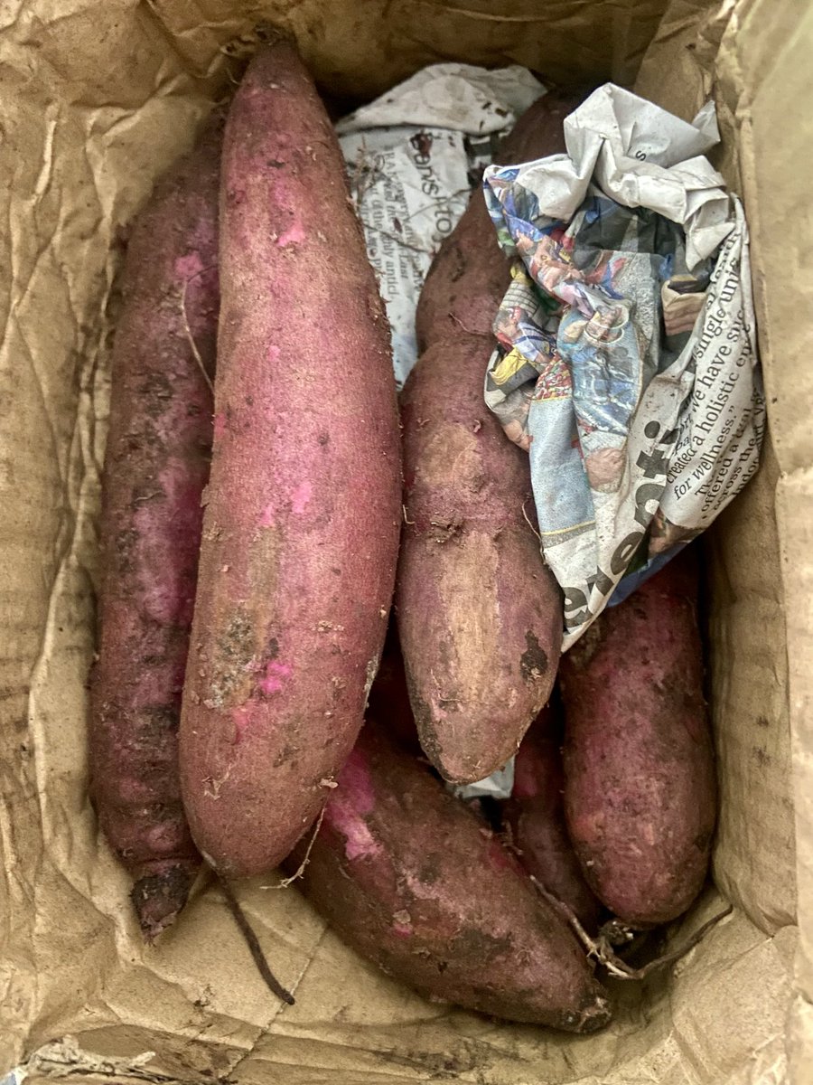 BePatientAll's tweet photo. Last week, I saw imported purple sweet potatoes at the supermarket for RM5.99/500g, with no local option available. So, I ordered local purple sweet potatoes online for RM6.20 for 1kg inclusive of delivery. I'm excited to add them to my lunch, and I wanna try growing them too. https://t.co/dYBjKL32aB
