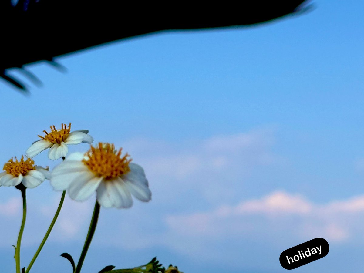 cuntamoo's tweet photo. 昼下がりに🏖️
オオバナノコギリソウ🥨
#ファインダー越しの世界 #TLを花でいっぱいにしよう　#FlowerPhotography #写真好きな人と繋がりたい https://t.co/L1vFxgZaC8