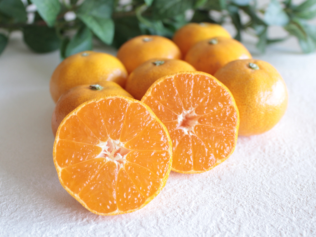 selectfood's tweet photo. 🍊みかんの季節がスタート！

今シーズン最初の「三ケ日みかん極早生」の販売開始✨
極早生ならではの、爽やかな酸味とほどよい甘み。
皮をむいた瞬間に広がる、みかんの香りもたまりません。
そのままでも、ヨーグルトやサラダにもおすすめ♪
秋の始まりに、旬の味をぜひ🍊
https://t.co/kptkeye2NI https://t.co/sTIpphHDp6