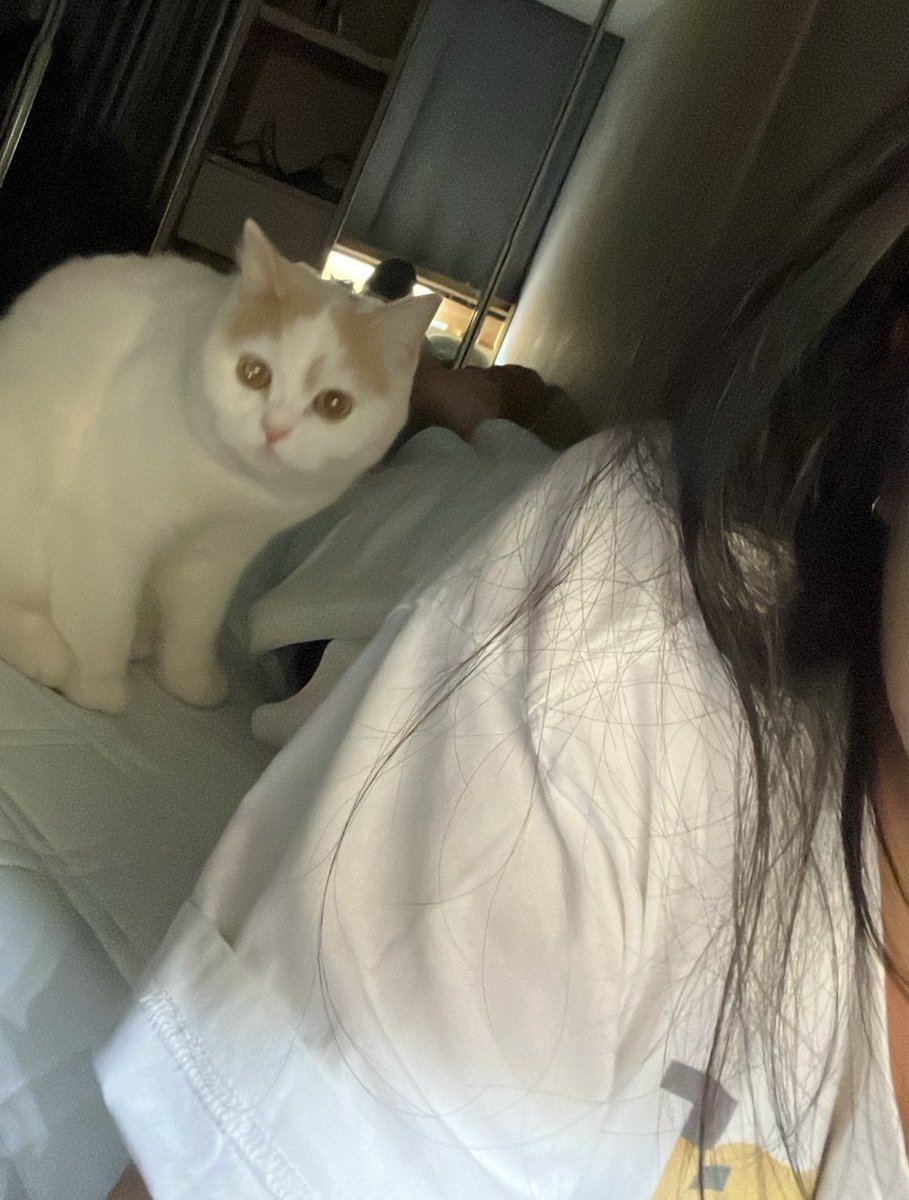 otororakko's tweet photo. 오늘 하루종일 고양이랑 누워있었더니
너무 행복되… https://t.co/VmDO2x4XAj