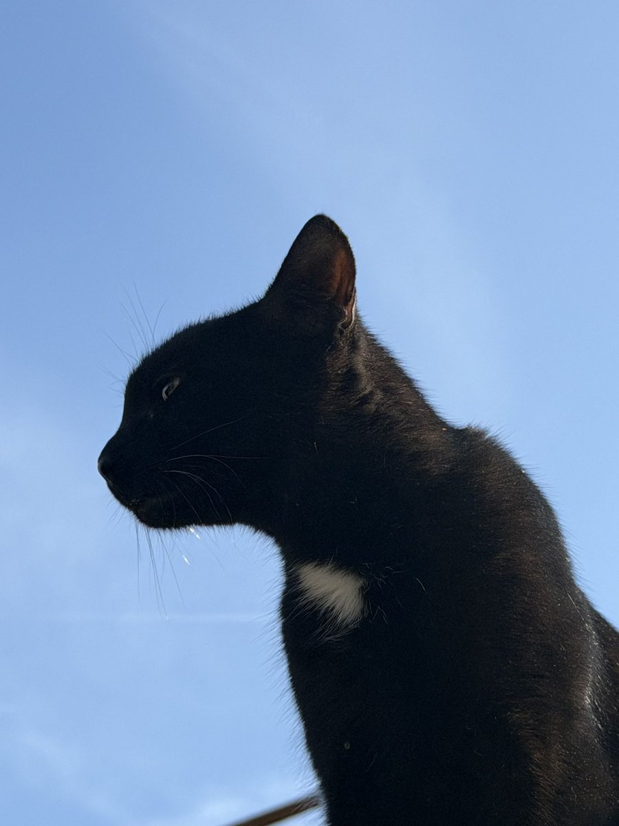 csabkoo's tweet photo. My majestic cat on da roof https://t.co/fnrQLI4o0W